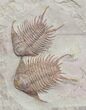 Incredible Foulonia & Asaphid Trilobite Association - #21544-5